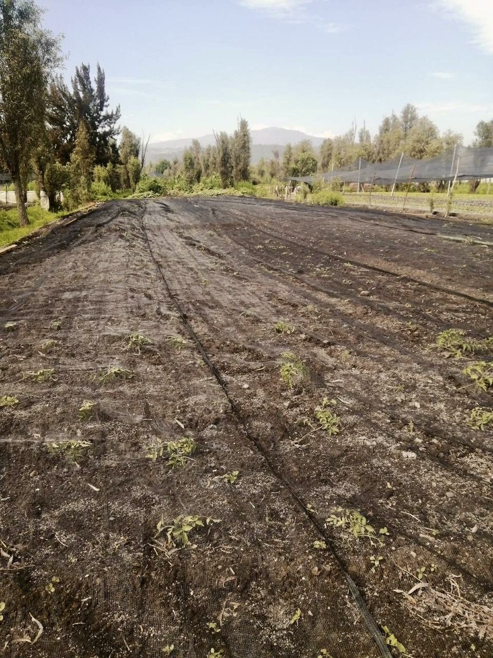 A freshly prepared chinampa bed with young transplants, mountains on the horizon
