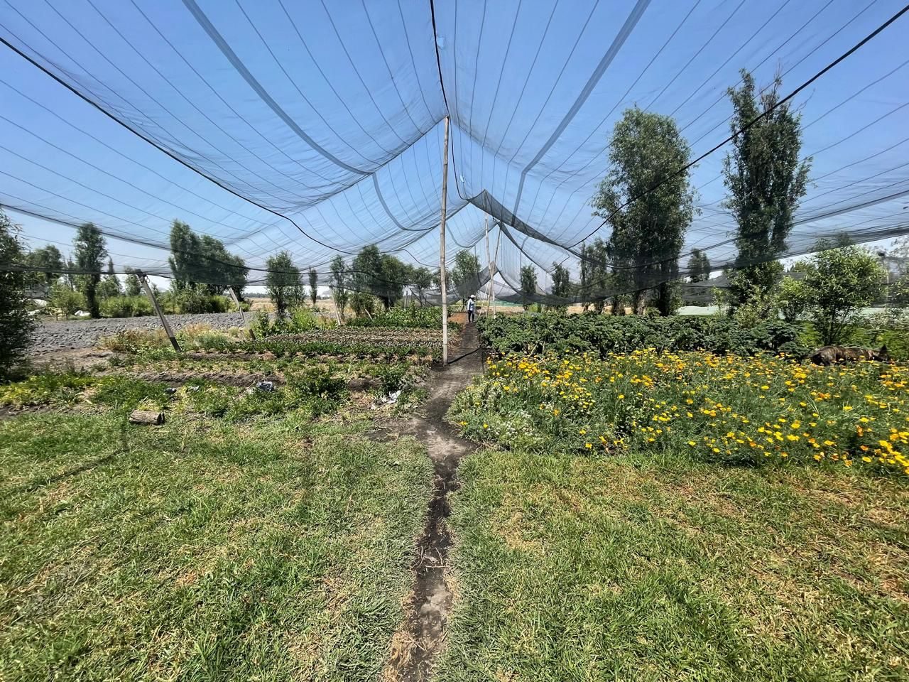 Vegetable beds and cempasúchil flowers growing under shade mesh on a chinampa