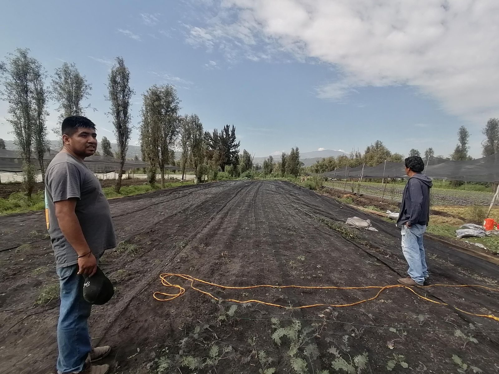 Two producers on a freshly covered chinampa bed, hills in the distance