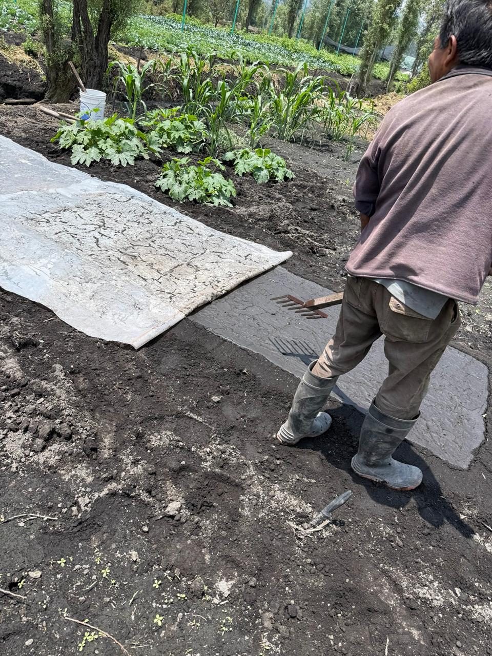 A producer preparing a seedbed of dark chinampa soil by hand