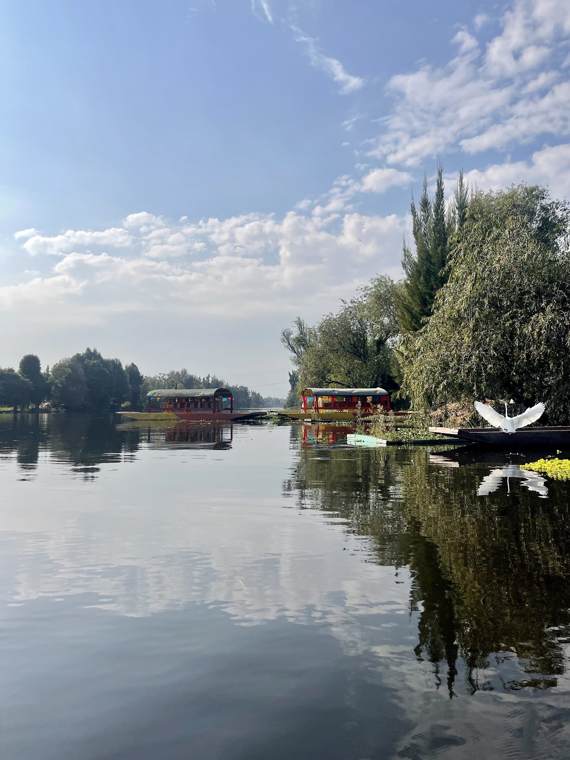 A still canal in Xochimilco lined with ahuejote willows, their reflections unbroken on the water