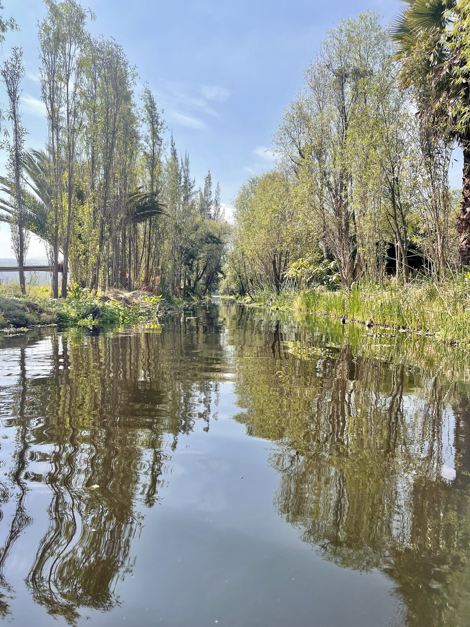 Canal flanked by tall ahuejote willows under a clear sky