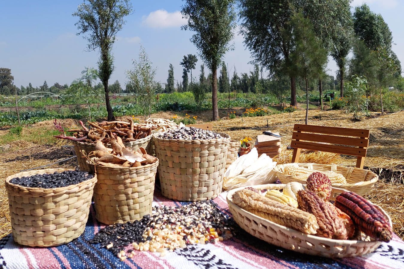 Woven baskets of native maize varieties, black beans and dried pods on a striped sarape, chinampa fields behind